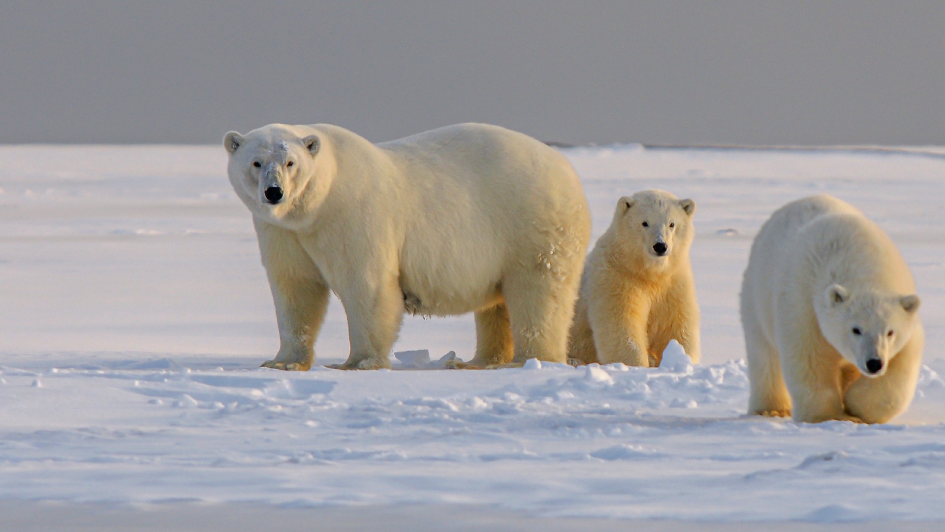 Picture of 3 polar bears